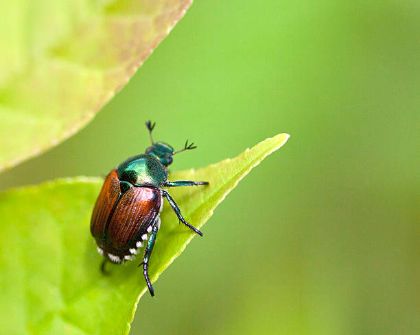 Misure di lotta fitosanitaria contro l'organismo nocivo Popillia japonica Newman Misure di lotta fitosanitaria contro l'organismo nocivo Popillia japonica Newman