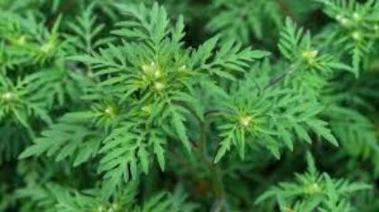 Provvedimenti contro la diffusione e proliferazione della pianta Provvedimenti contro la diffusione e proliferazione della pianta